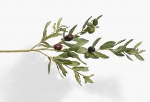 Photo of غصن زيتون جريح